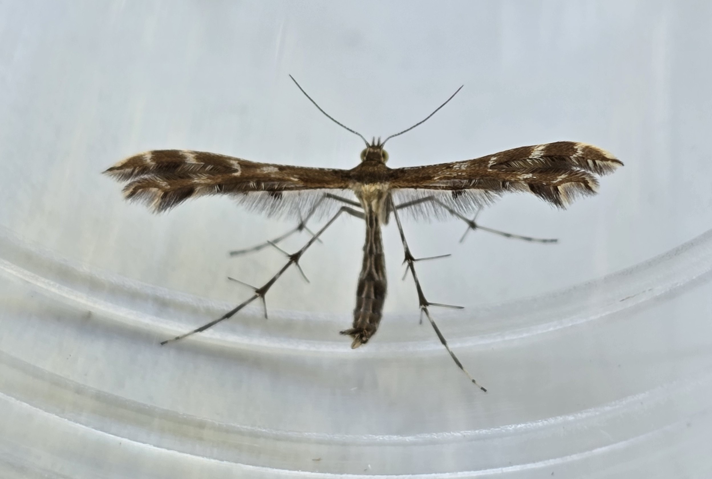 Photo of Crombrugghia Genus